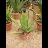 Agave Kerchovei (var Kerchovei) (fam Agavacees) (Mexique) (01)